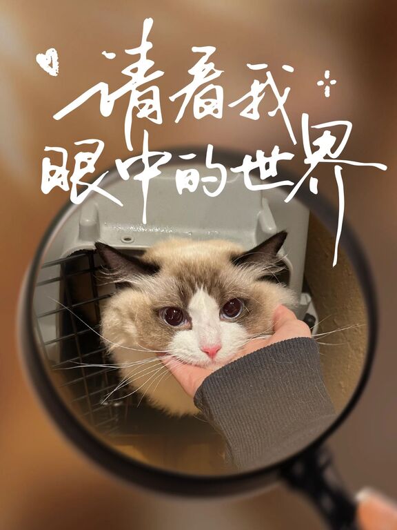 文艺风棕色鲜花萌宠晒照分享我眼中的世界小红书封面